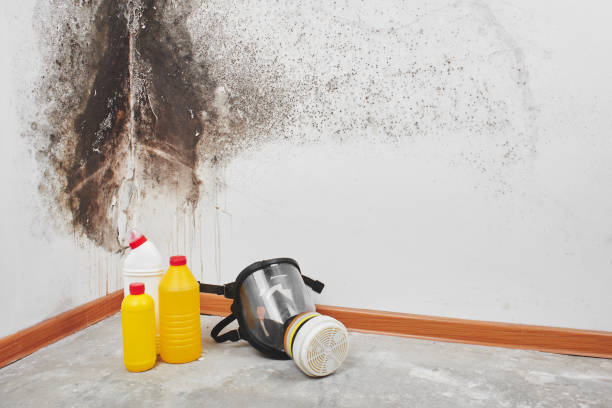 Best Affordable Mold Removal  in Weleetka, OK