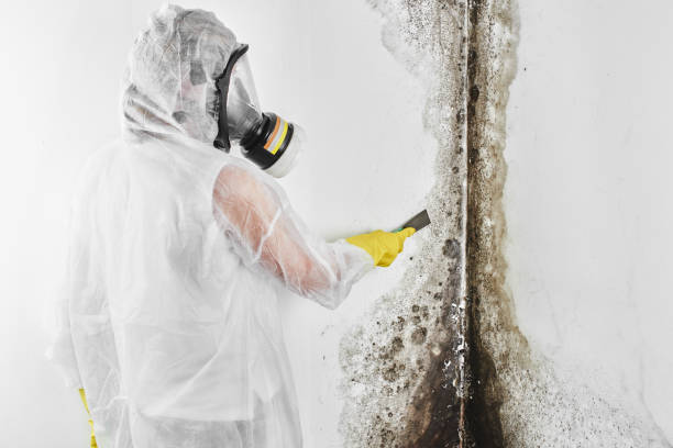 Trusted Weleetka, OK Mold Removal Experts