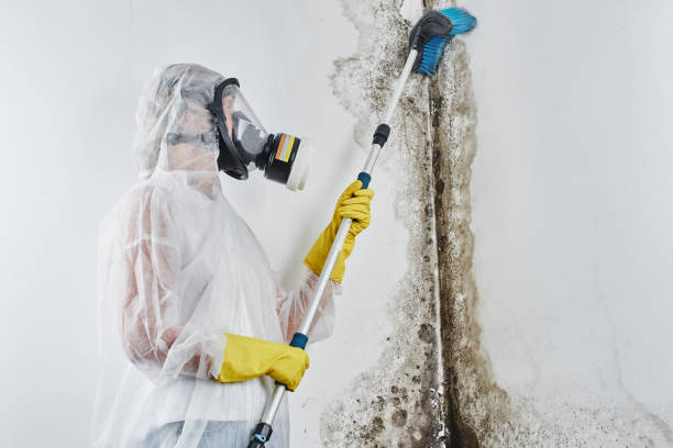 Best Mold Damage Repair  in Weleetka, OK