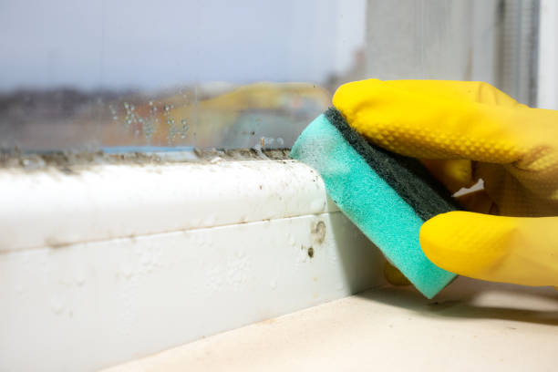 Best Local Mold Removal Service  in Weleetka, OK