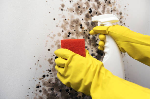 Best Black Mold Removal  in Weleetka, OK