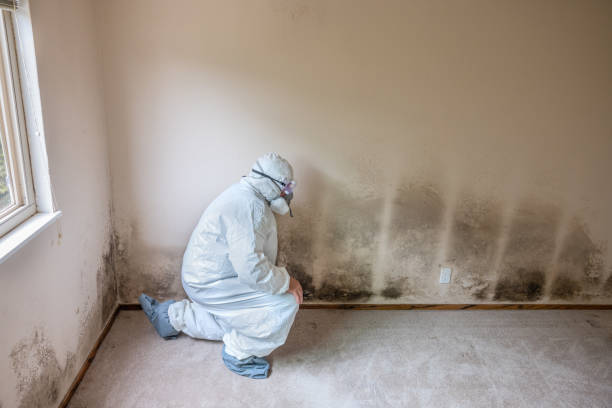 Best Residential Mold Removal  in Weleetka, OK