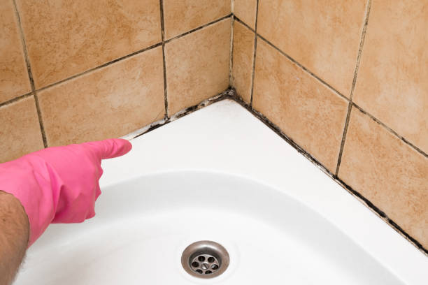 Best Mold Removal Near Me  in Weleetka, OK